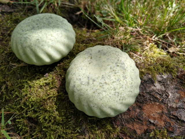 Wakame verkleinert.jpg