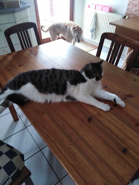 k-Rambo auf Tisch.jpg