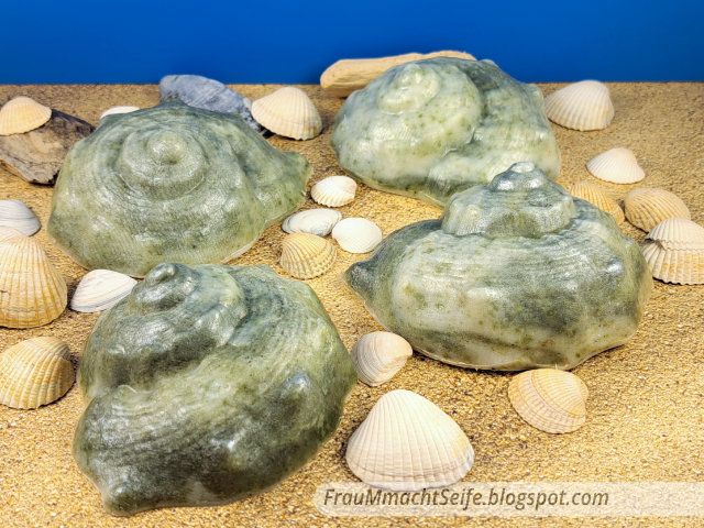 2605_Wakame-Strandschnecke.jpg