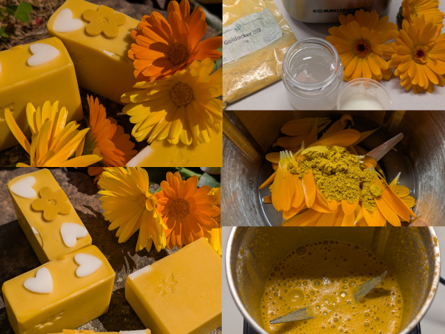 Ringel-Aloe Collage neu v.jpg